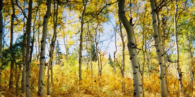 Buffalo-Pass-Fall-Aspen-Grove-1000x500-1536306197_680x0.jpg