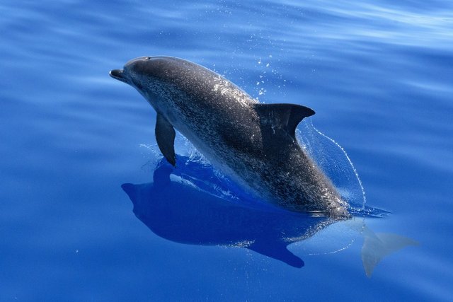 dolphin-2709834_1920.jpg