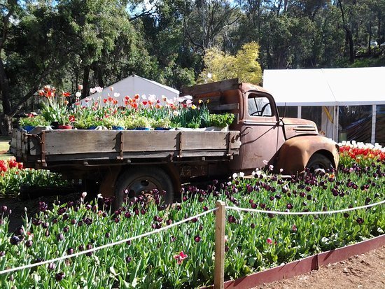 old-truck-with-tulips.jpg