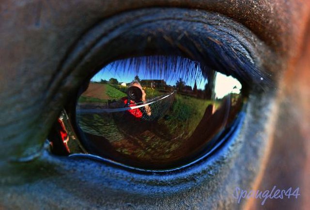 Horses-eye--reflected_art.jpg