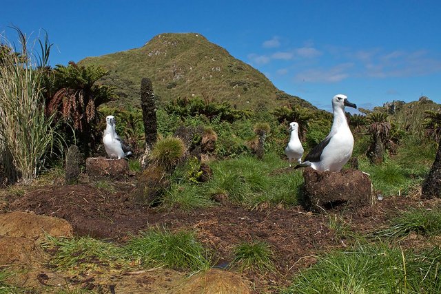 1024px-Albatrossess_nesting_in_Fernbrush_on_Nightingale_island.jpg