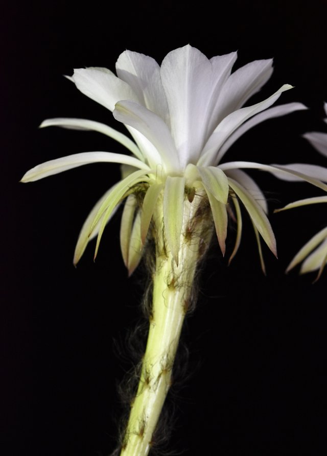 Echinopsis subdenudata flower 1.jpg