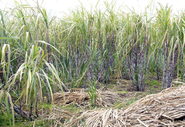 Sugarcane alone.jpg