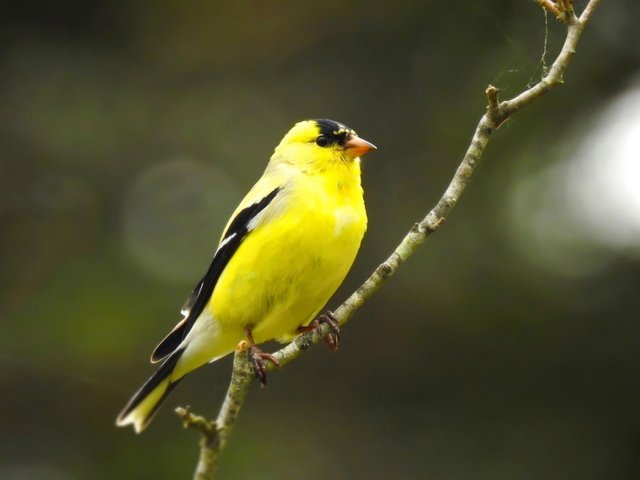American goldfinch (1).jpg