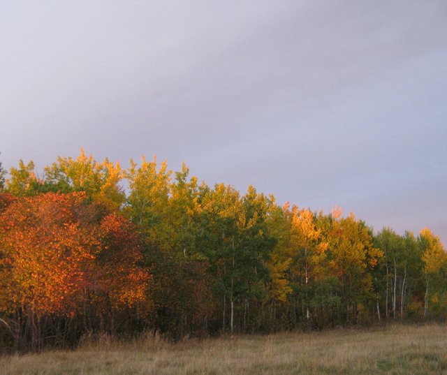 Beautiful red and orange folage on trees at the hill at Martha's.JPG