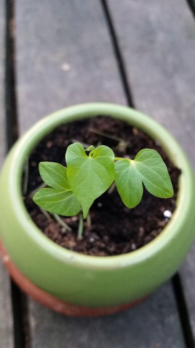 seedling close up.jpg