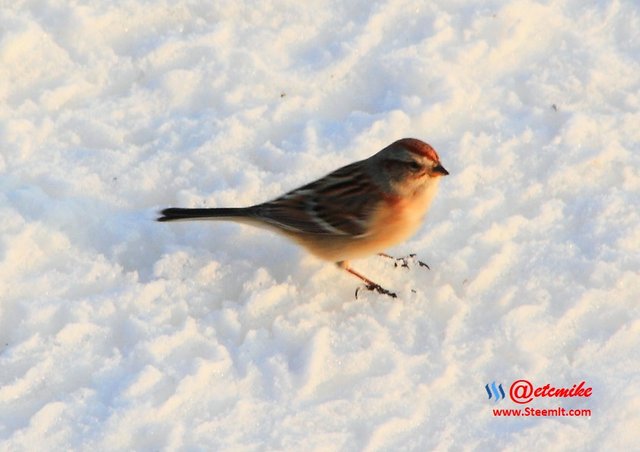 White-Crowned Sparrow PFW10_0537.JPG