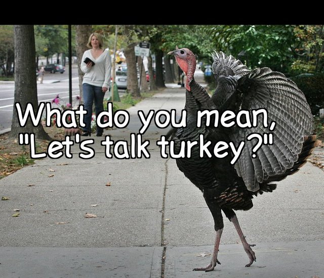 turkey_jive_talkin.jpg