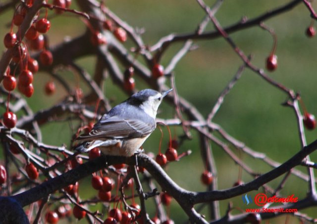 White-breasted Nuthatch PFW47.jpg