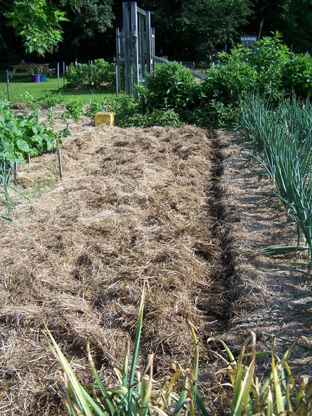 Digging garlic - done, out of mulch crop July 2018.jpg