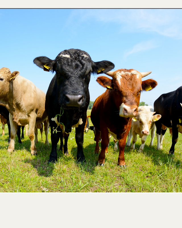 Green Illustrative Farmers Gallery Instagram Post.png
