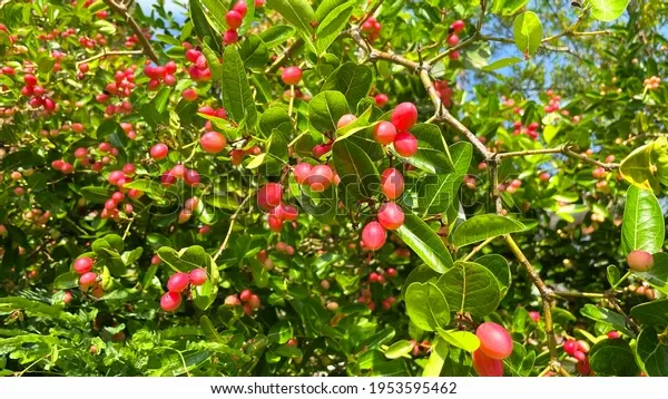 closeup-carunda-karonda-fruit-on-600w-1953595462.webp