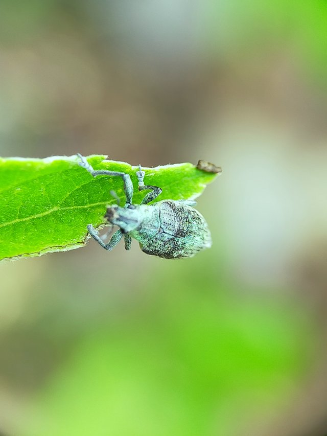 Borer Beetles (2).jpg