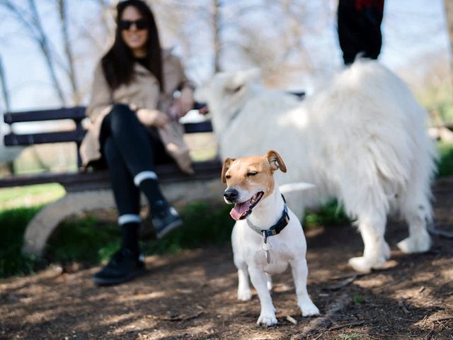 2024-08-28_Should_you_go_to_dog_park_if_you_don-t_have_a_dog.jfif