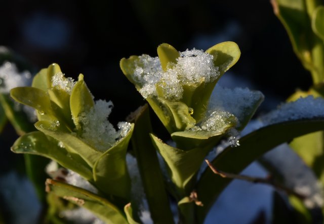 boxwood snow 1.jpg