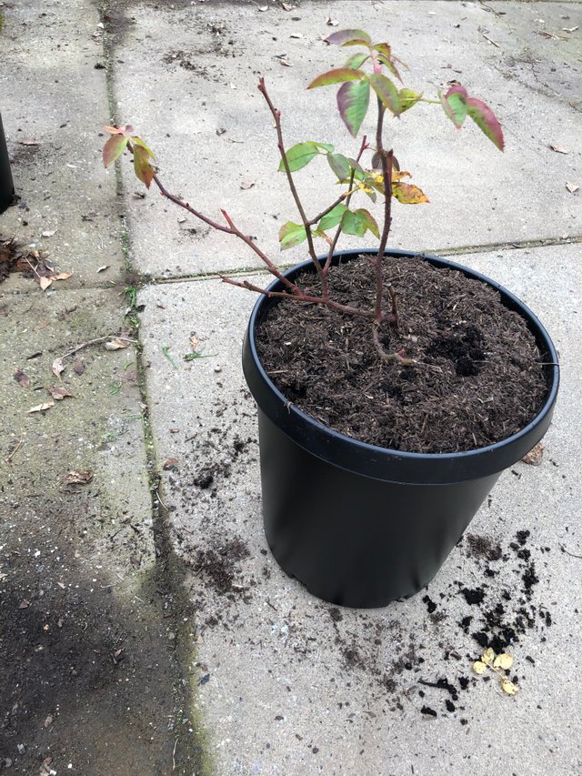 rose plant in a new 5-gallon pot