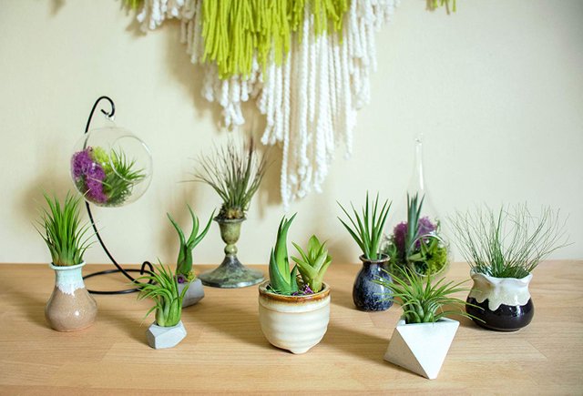 Air Plants variety pack.jpg