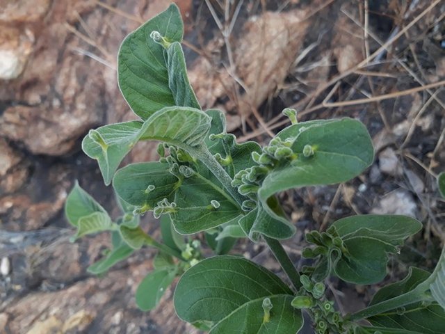 wild medlar mites.jpg