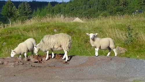 79 Lovely lambs near car park sml.jpg