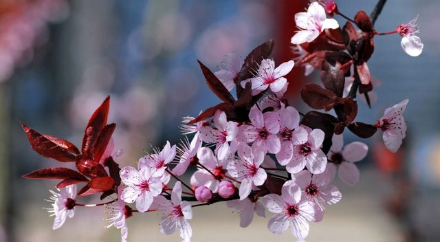 flor-del-cerezo-1024x563.jpg