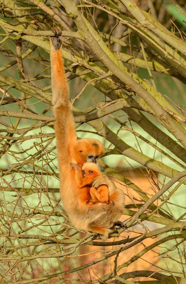 gibbon-5083226_1280.jpg