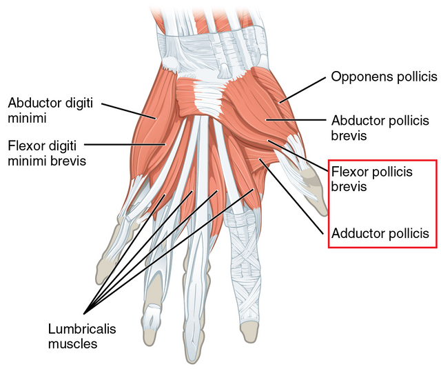 1121_Intrinsic_Muscles_of_the_Hand_Superficial_sin.png