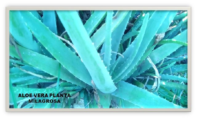 planta milagrosa ALOE ZABILA .jpg