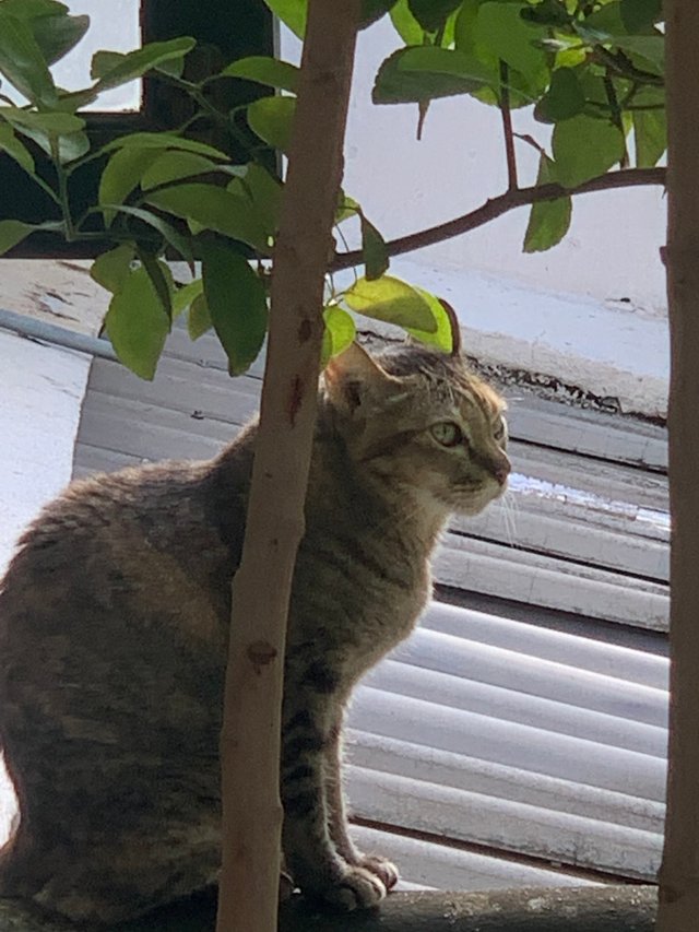 orange cat4.jpg