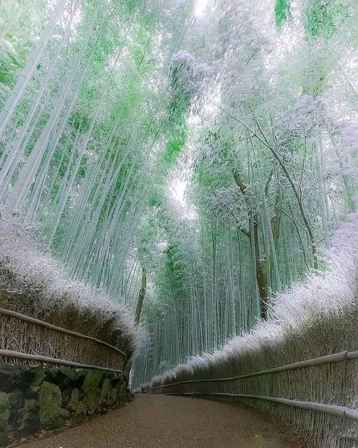 Kyoto bamboo.jpg