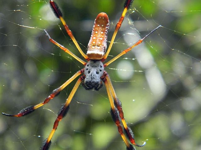 Nephila.jpg