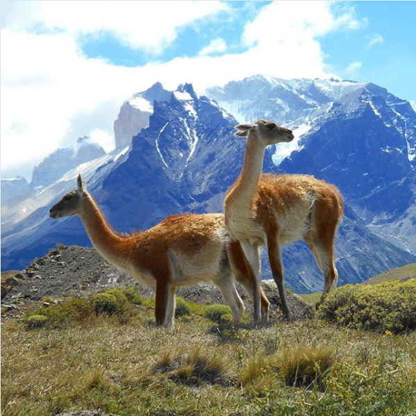 TdP_Guanaco.png