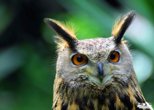 owl 1a.jpg