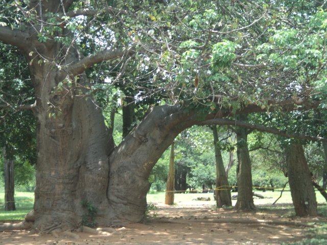 steemit jardin botanico 037.JPG