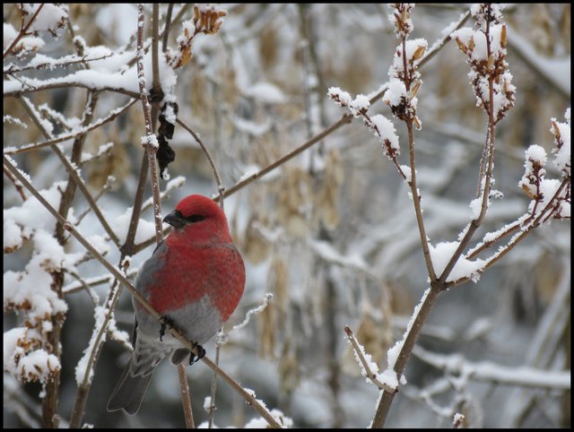 close up male pine grosbeak in snowy branches head turned to side.JPG