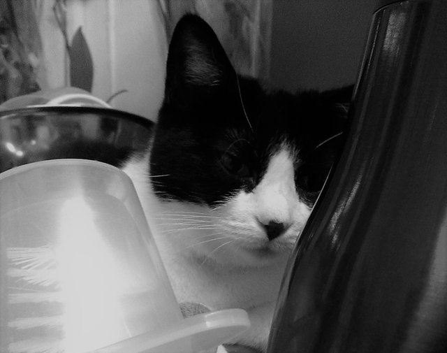 Cat Photography, B&W Mandy Kitchen With Lifes Deep Thoughts, May 5 2017.jpg
