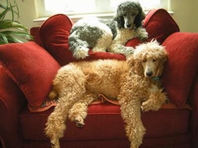 lounge poodles.jpg