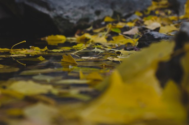 The calm leaf filled water in the fall season .JPG