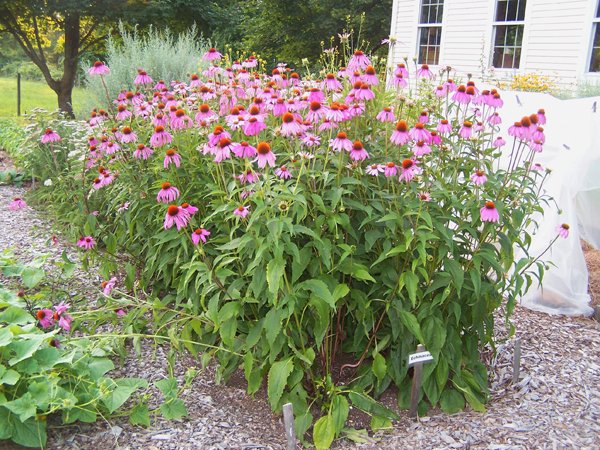 New Herb garden - echinacea crop July 2017.jpg