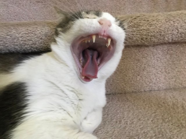 tigeryawn.jpg