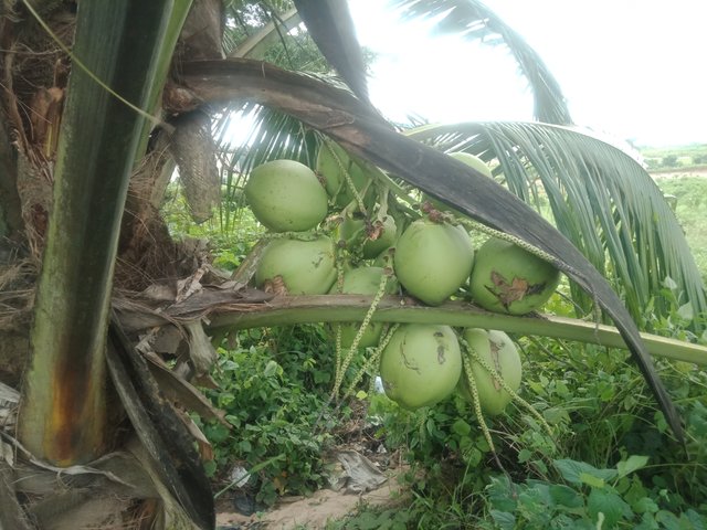 IMG20250715170652.jpg