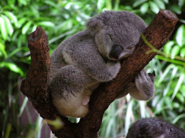 koala-bears-sleeping.jpg