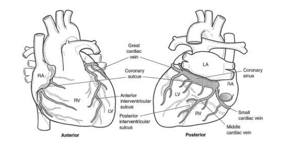 heart 3 venous drainage.png