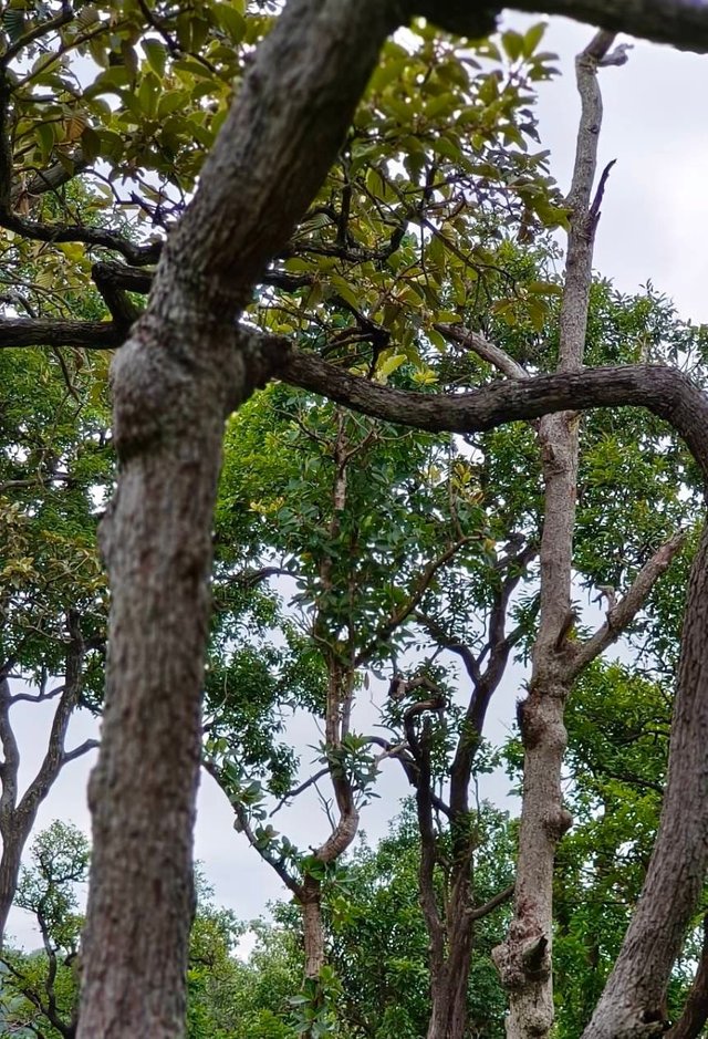 Chaiyaphum77 (2).jpg