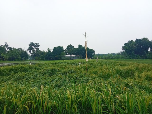 IMG_20250807_201538.jpg