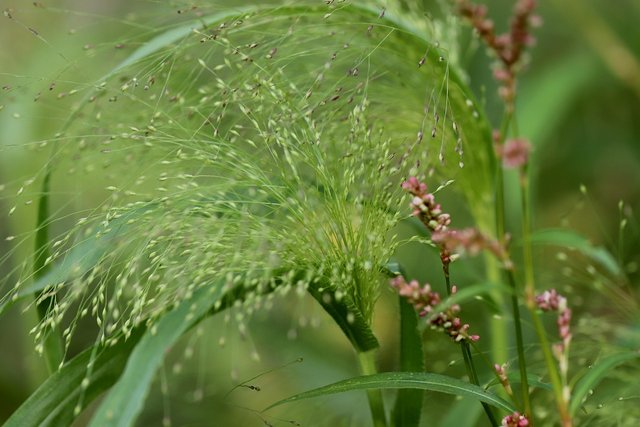 millet-4557187_1280.jpg