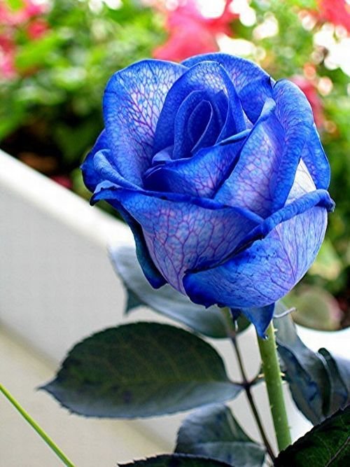 blue_rose_05.jpg