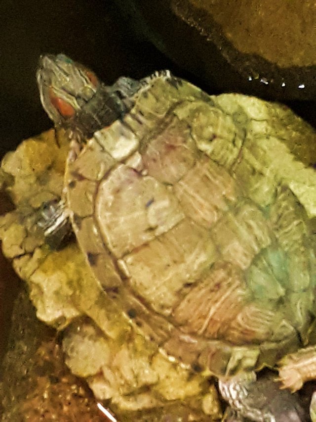 my turtle.jpg