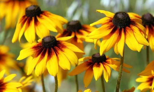 rudbeckia-3-668x400x80xX.jpg