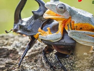 Gambar-Lucu-Katak-Menunggang-Kumbang-1.jpg