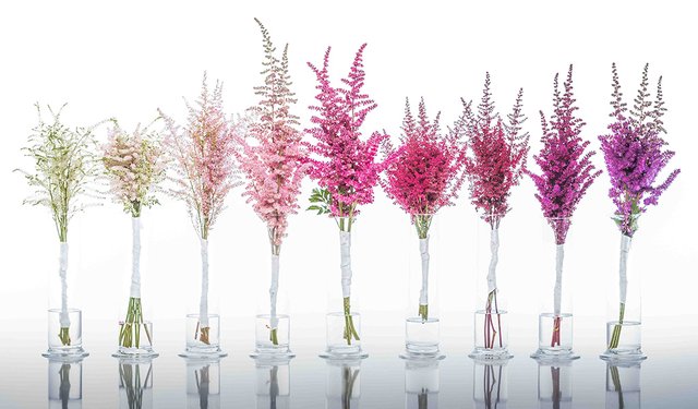 amazing-astilbe-floral-fundamentals-article.jpg